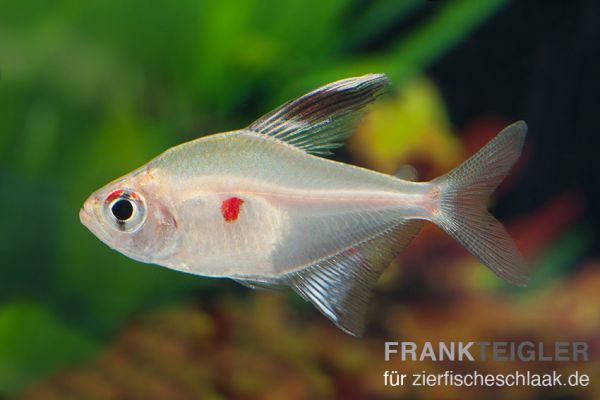 Kirschfelcksalmler - Hyphessobrycon erythrostigma